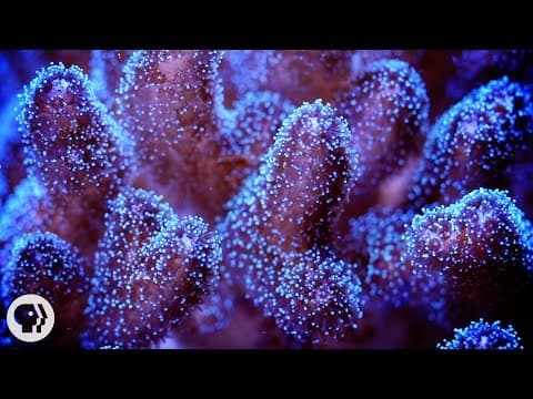 What Happens When You Zap Coral With The World's Most Powerful X-ray Laser