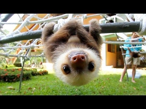 What do baby sloths sound like?