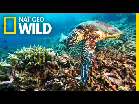 A Sea Turtle's Journey to a Nesting Ground | Nat Geo Wild
