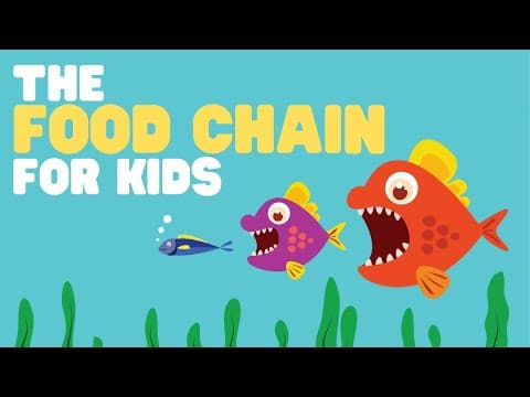 The food chain for kids - what is a food chain? - come learn about producers consumers and more