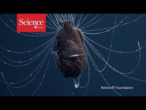 First footage of deep-sea anglerfish pair - YouTube