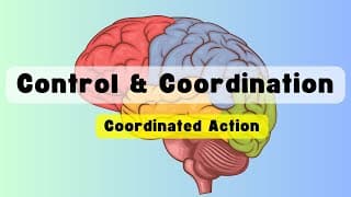Control and Coordination class 10 | Coordinated Action | Biology