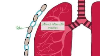 Respiratory System Structure