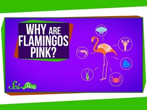 Why Are Flamingos Pink?