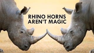 Rhinos are Unicorns, but their Horns aren’t Magic