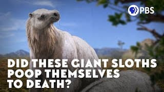 Did These Giant Sloths Poop Themselves to Death?
