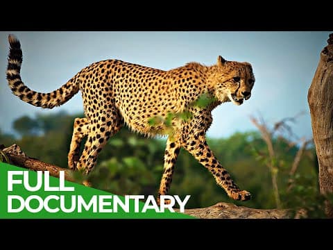 Run like the wind-race of life-episode 6- ownerfree documentary nature