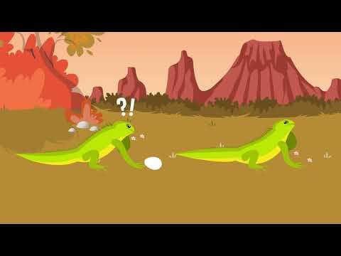 CHICKEN or EGG Which Came First COLOSSAL QUESTIONS