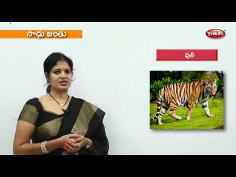 Learn animals for kids