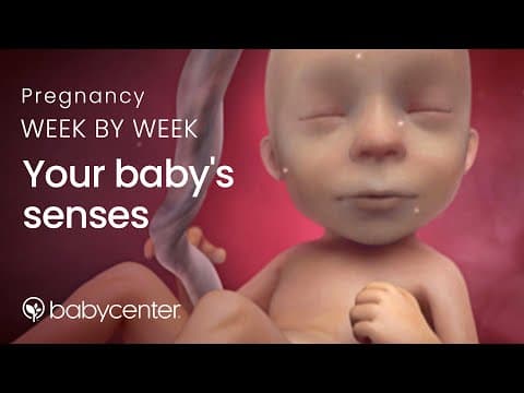 Your baby's senses: Pregnancy week by week