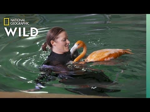 Flamingos swim with stingrays in their hydrotherapy session