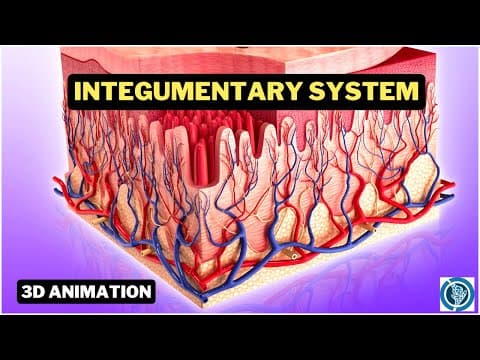 Human Integumentary System (3D Anatomy and Physiology Animation)