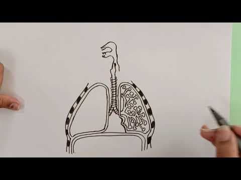 HOW TO DRAW HUMAN RESPIRATORY SYSTEM