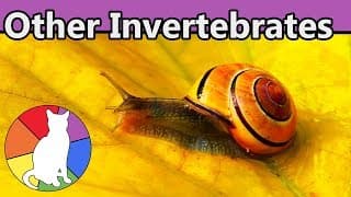 Other Invertebrates | Animal Fact Files