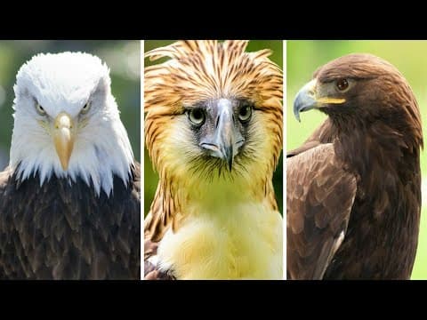 Philippine Eagle Vs American Bald Eagle Vs Golden Eagle - The Strongest