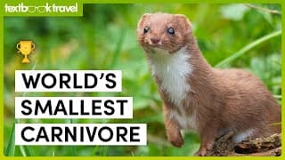 Musteloidea A Super Family of Adorable Carnivores