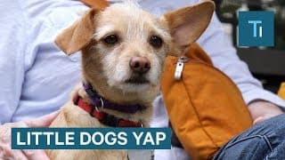 Why Little Dogs Yap More Than Big Dogs