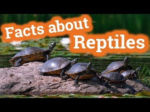 Reptiles for children - classroom video