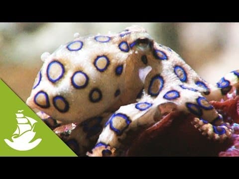 Litter for food|Teaching wild magpies to recycle