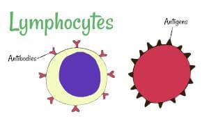 Cell Defence Lymphocytes and Phagocytes