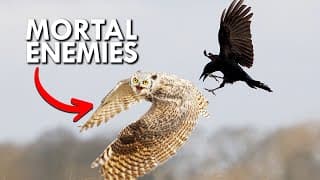 Great Horned Owls and Crows Hate Each Other