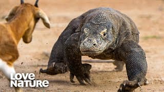 Lizard |Attack of the Dragon