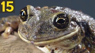 Animals That Can Live After Death