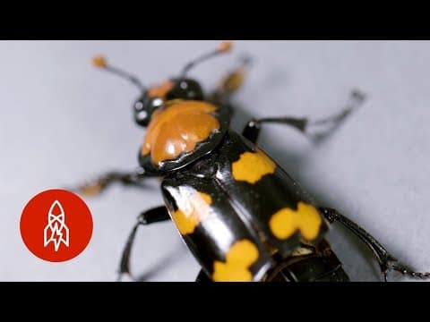 Meet the Gravedigger of the Animal Kingdom