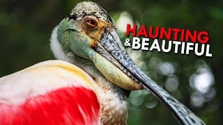Roseate Spoonbills | Hauntingly Beautiful Swamp Hunters