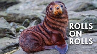 Fur Seals | The Salty Sea Doggos