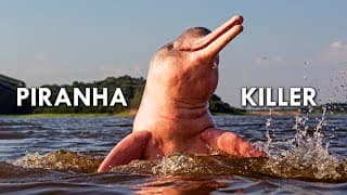 Amazon River Dolphins| Pink Freshwater Dolphins That Eat Piranhas