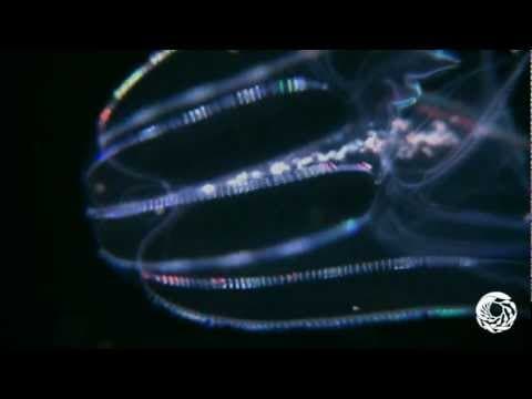The Lovely Lobed Comb Jelly