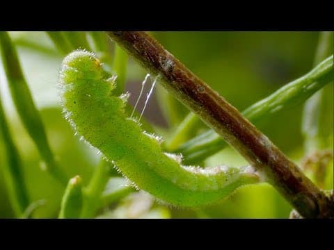 Caterpillar Cocoon Timelapse