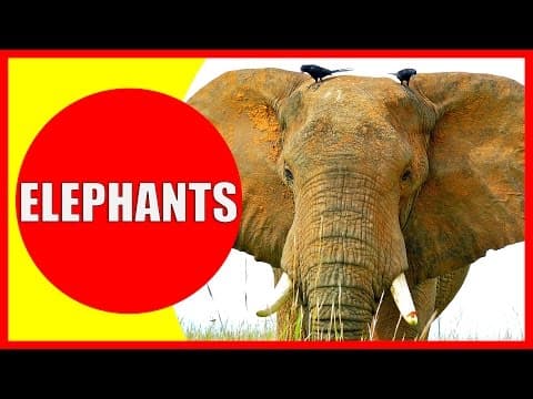 ELEPHANT Facts for Kids - Information About Elephants for Children