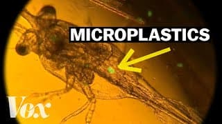 Why these plankton are eating plastic