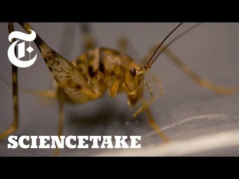 Crickets Can Jump 50x Their Body Length, Here's How