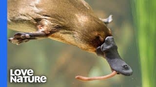 Platypus | Battle for Dominance