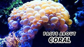 Coral Facts | PLANT or ANIMAL