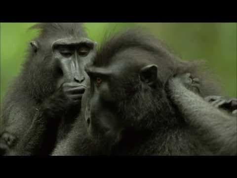 Endangered Primate Society: Crested Black Macaque Troop | Nature on PBS