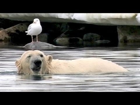 Cute Polar Bear Handstand - Extreme Fun
