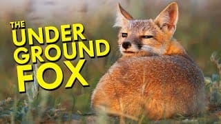 Swift Fox |The Underground Fox