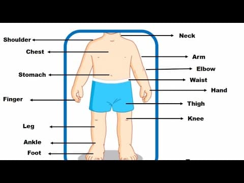 Learn Body Parts For Kids in English - Parts of Body for Children