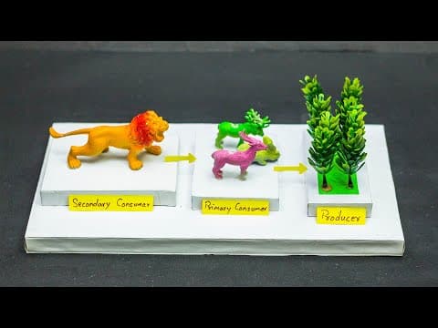 Science Projects | Food Chain Model