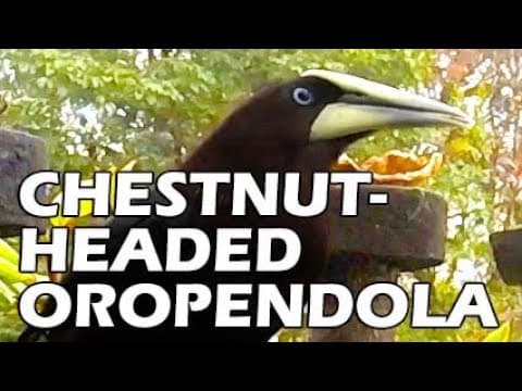 The Peace of Wild Things by Wendell Berry animated