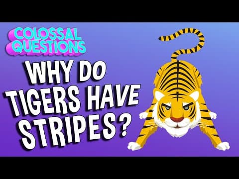 Why Do Tigers Have Stripes? | COLOSSAL QUESTIONS - YouTube