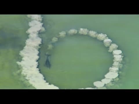 Dolphins trick fish with mud