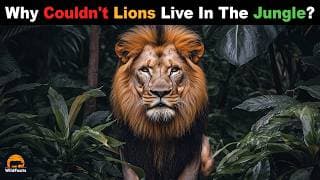 This is why Lions CANNOT Survive in a Jungle