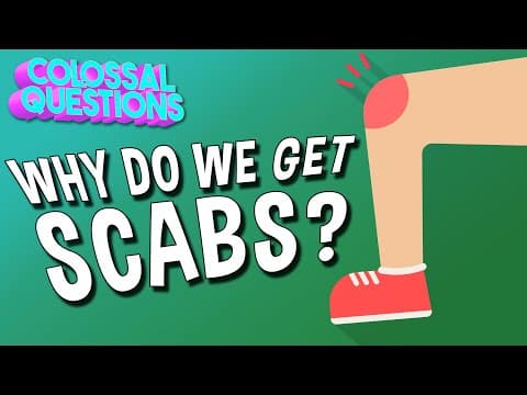 Why Do We Get Scabs? | COLOSSAL QUESTIONS