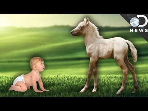 Why Can Newborn Animals Walk But We Can't?