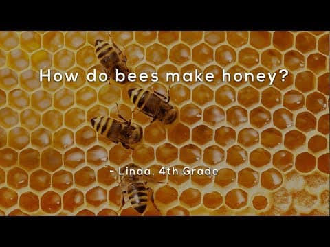 How Do Bees Make Honey